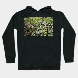 Snail in Holly Bush Hoodie